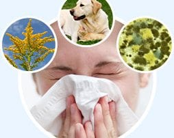 Person sneezing in circle with three circles of goldenrods, dog, cat, dust mites on blue background