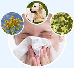 Person sneezing in circle with three circles of goldenrods, dog, cat, dust mites on blue background