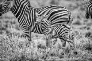 Black and white photograph of baby and adults zebras